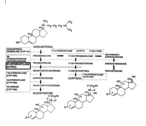 [Figure, Fig. 1: Pathways of steroid...] - StatPearls - NCBI Bookshelf