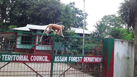 Assam: Golden langur census & habitat evaluation begins in Manas