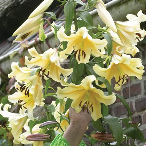 Tree Lily Hardy Garden Bulbs, Highly Perfumed Yellow Flowers in Summer, Impressive Tall Plants ...