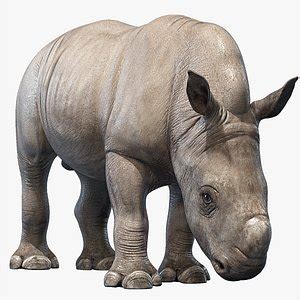 Free 3D Rhino Models | TurboSquid