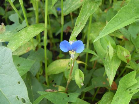 Pin on Botanical Photo