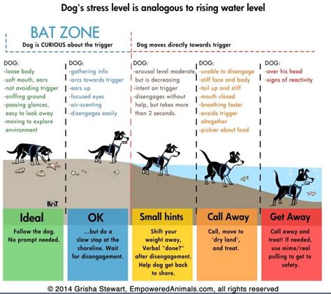 Dog stress, Dog training, Reactive dog