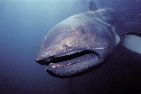 The megamouth shark: habitat and characteristics