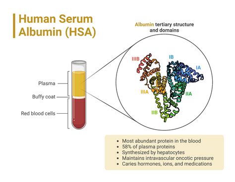 Human Serum Albumin (HSA) | BioRender Science Templates