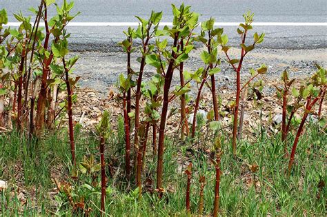 What Are Weeds? Complete Guide: Definition, Examples