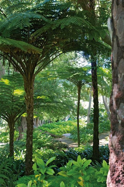 Emerald Forest | House and Leisure | Tropical garden design, Plants, Tree fern