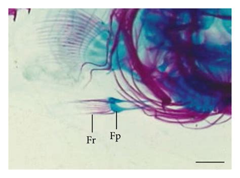 Ventral fin development timing and progression of larval and juvenile... | Download Scientific ...