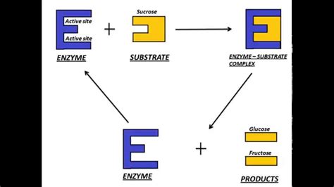 Mechanism of Enzyme Action - YouTube