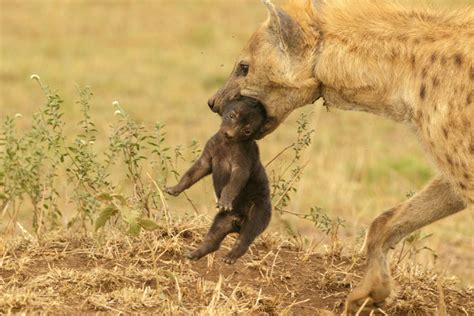 Spotted hyena with snare injur [IMAGE] | EurekAlert! Science News Releases