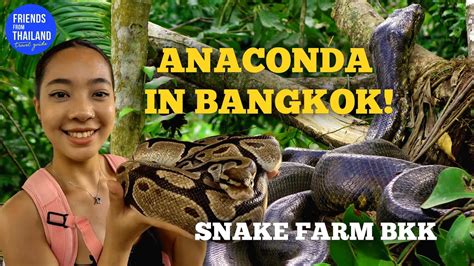 Would You Dare Visit snake farm in Bangkok? Scary or Fun? - YouTube