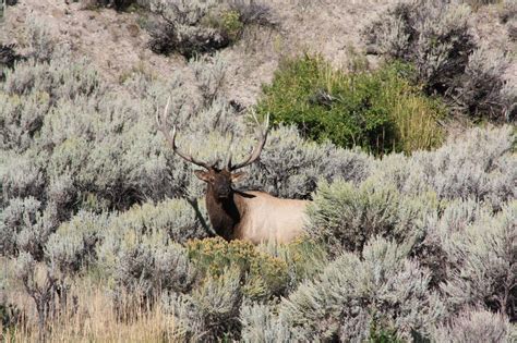 Nomadic Newfies: Yellowstone Flashback - Elk Herd