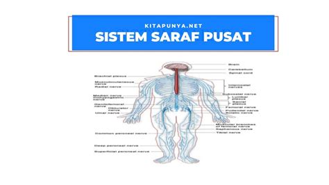 Sistem Saraf Pada Manusia Pengertian Bagian Dan Gangguannya - Riset