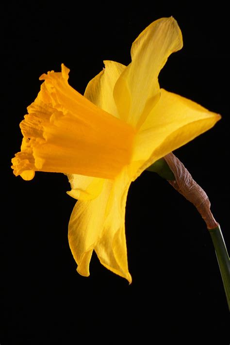 Daffodil Flower Free Stock Photo - Public Domain Pictures