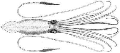 Wikipedia:WikiProject Cephalopods/genus taxobox example - Wikipedia