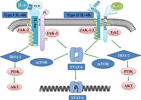 Interleukin 6 Signaling Pathway