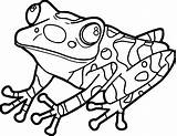 Realistic Frog Coloring Pages  Free Download On ClipArtMag sketch template