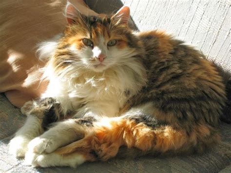 Fluffy calico cat | Animal Cuteness | Pinterest | Calico cats and Cats