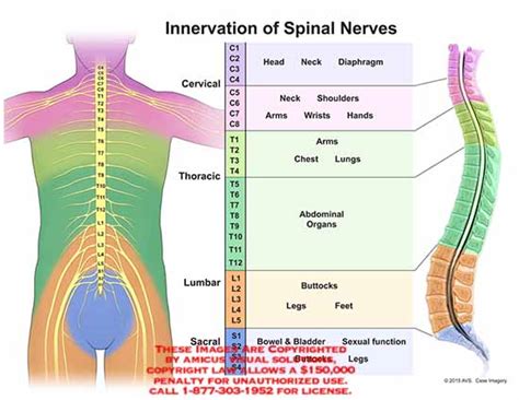 (15069_02Xv2) Innervation of Spinal Nerves – Anatomy Exhibits