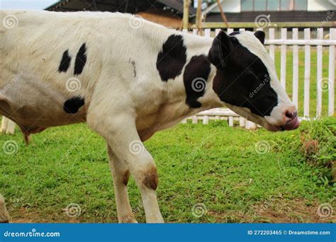 A Holstein Friesian Calf in this Close Up Shot is Standing Over a Ranch ...