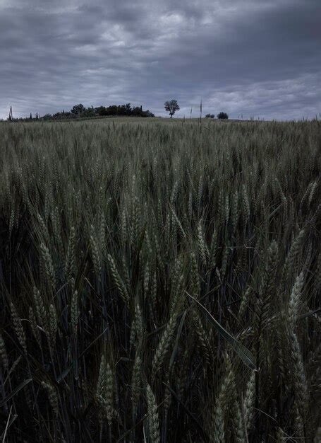 Premium Photo | Moody picture of crops of wheat in a field near ...