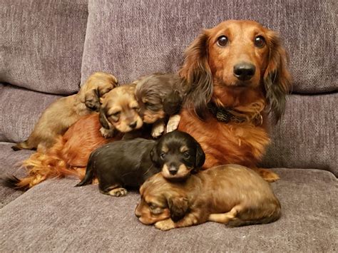 Miniature Dachshund Puppies For Sale | Holiday, FL #326426