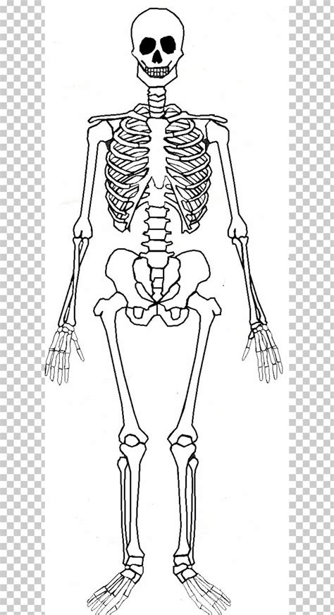 Download High Quality skeleton clipart anatomy Transparent PNG Images - Art Prim clip arts 2019