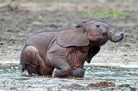 African Forest Elephant Calf Photograph by Tony Camacho/science Photo Library - Pixels