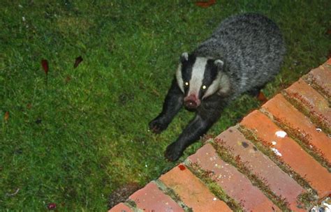 European Hedgehog Mortality - Predators | Wildlife Online