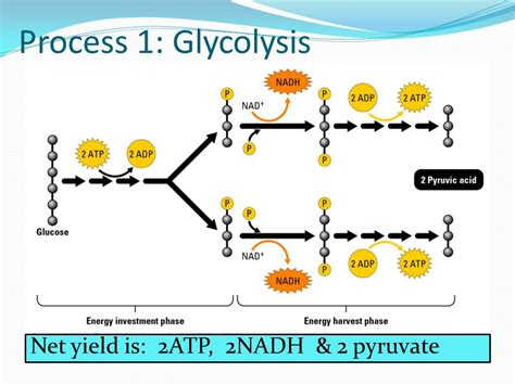 Famous Process Of Glycolysis Diagram References - Bigmantova