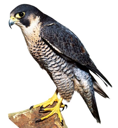 Birds of Prey | Birds of Prey List | DK Find Out