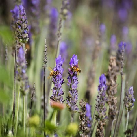 Free Images : honeybee, flower, flowering plant, english lavender, french lavender, lavandula ...