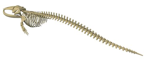 Fin Whale Skeleton - 3D Models – 3D Horse