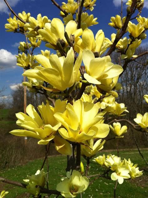 yellow magnolia | Yellow magnolia, Flowering trees, Magnolia trees