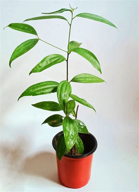 Bay Leaf Plant - URBANO.IN Bay leaf plant online India