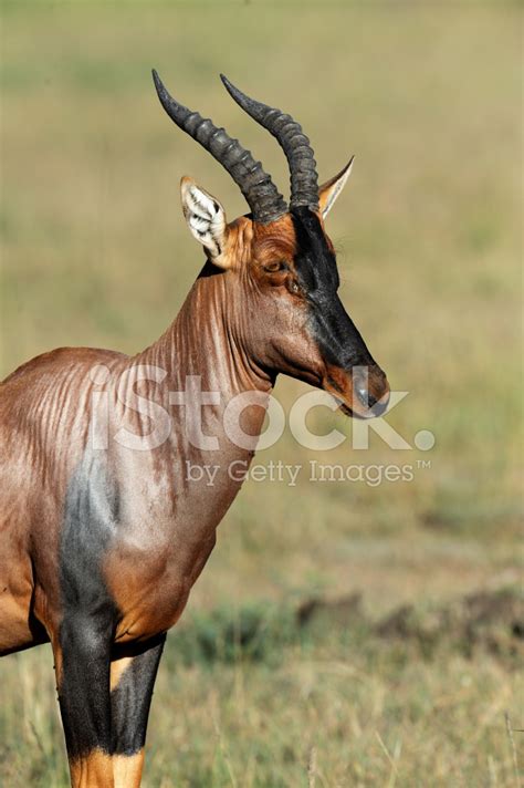 Topi Antelope Stock Photos - FreeImages.com