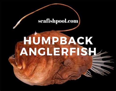 Humpback Anglerfish - Facts | Diet | Habitat | Size - SeaFish