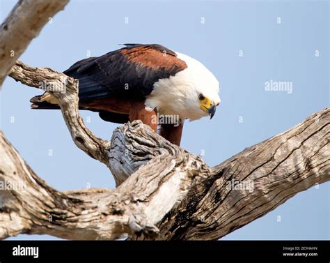 An african fish eagle in a tree with prey Stock Photo - Alamy