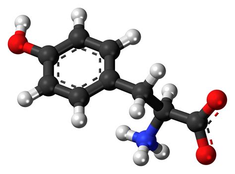 File:L-Tyrosine-zwitterion-3D-balls.png - Wikipedia