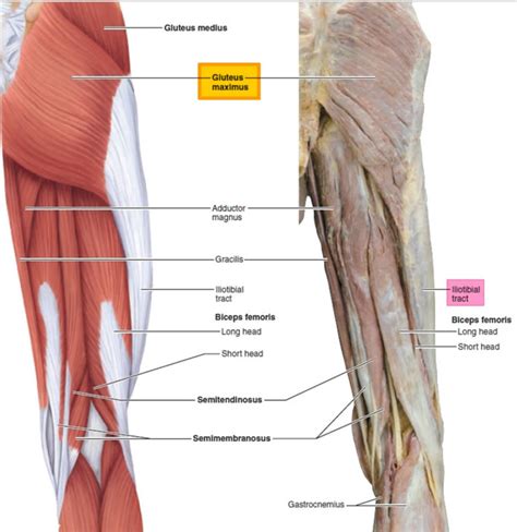 Gluteus maximus anatomy, function, action, exercises & workout