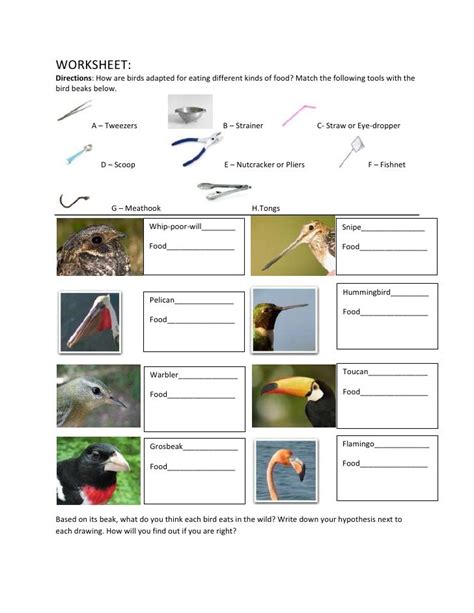 Evolution beaks modified worksheet | Bird beaks, Bird beaks activity, Bird