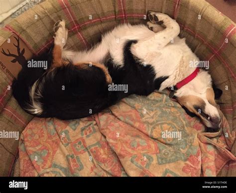 Dog sleeping on her back Stock Photo - Alamy