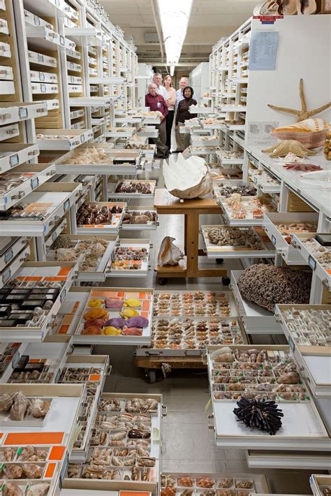 Take A Closer Look At All The Specimen Collections Inside The Museum of ...