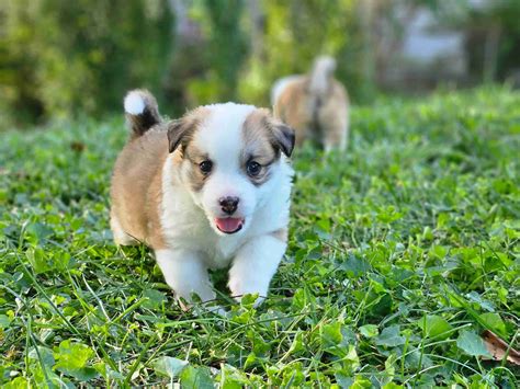 Icelandic Sheepdog Puppies For Sale