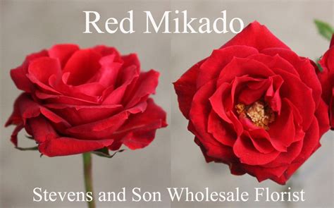 Red Mikado - Photo Credit Allison Linder | Rose, Spray roses, Rose ...