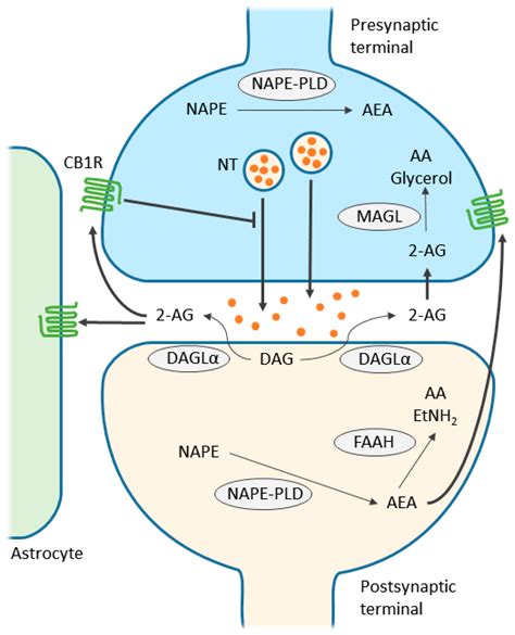 IJMS | Free Full-Text | Cannabinoid Receptors and the Endocannabinoid System: Signaling and ...