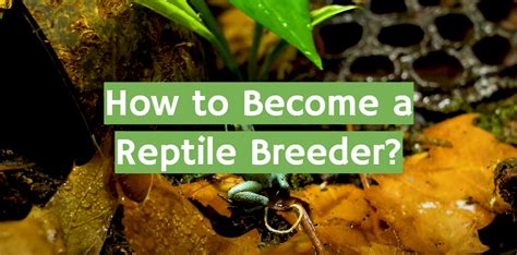 How to Become a Reptile Breeder?- ReptileProfy