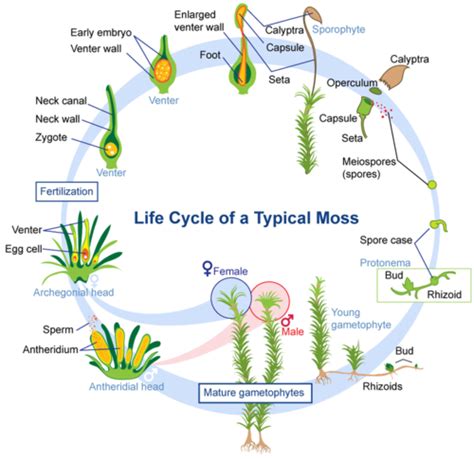 Life Cycle of Nonvascular Plants ( Read ) | Biology | CK-12 Foundation