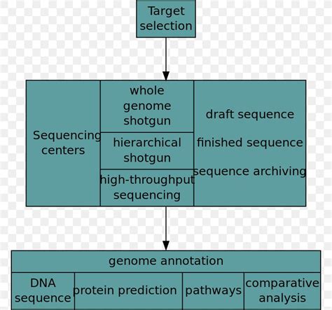 Human Genome Project Genomics Whole Genome Sequencing, PNG, 766x768px ...