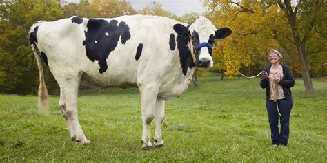 Here's Blosom, The Tallest Cow To Ever Live | HuffPost