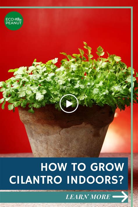 How to Grow Cilantro Indoors | Grow cilantro indoors, Growing cilantro ...